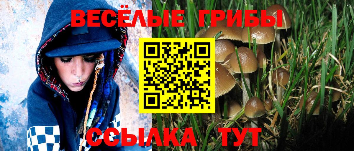 Псилоцибиновые грибы GOLDEN TEACHER Луга